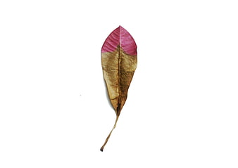 Dried leaf with pink tip on white background