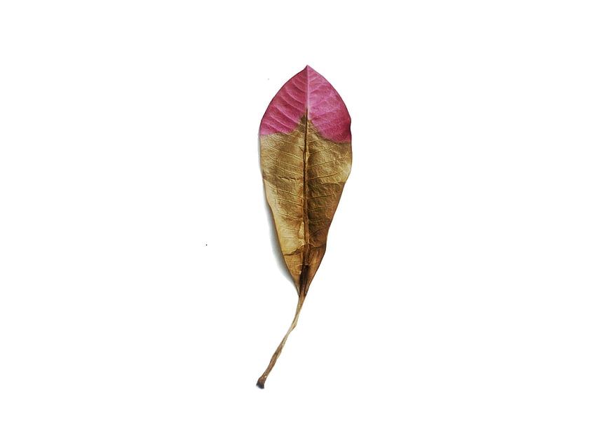 Dried leaf with pink tip on white background