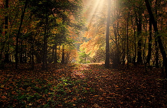Sunlit Autumn Forest Path with Golden Leaves