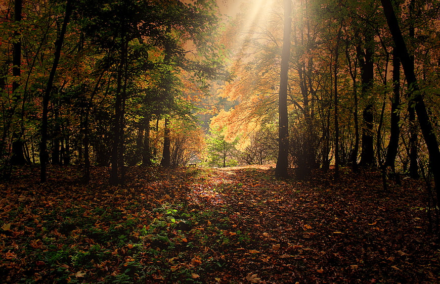 Sunlit Autumn Forest Path with Golden Leaves