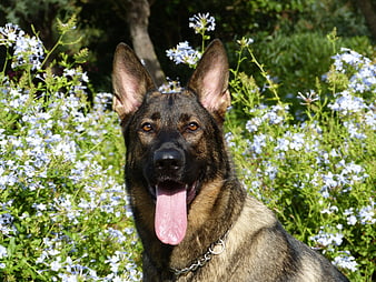 Happy German Shepherd Dog Panting in Blue Flowers