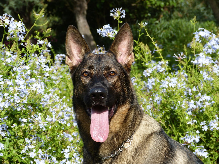 Happy German Shepherd Dog Panting in Blue Flowers