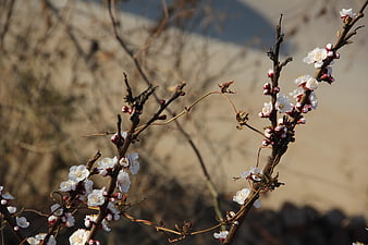 White Apricot Blossoms on Branches in Early Spring