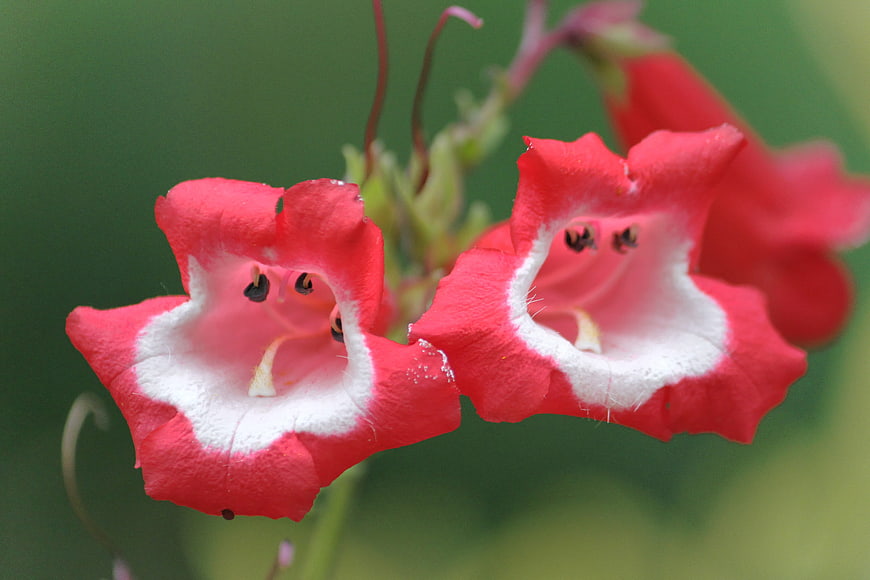 Close-up of vibrant red and white Penstemon flowers