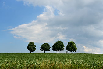 Four Trees on Green Meadow Under Blue Sky