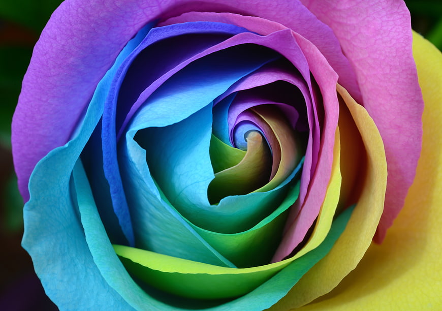 Close-up of a vibrant rainbow rose with swirling multicolored petals