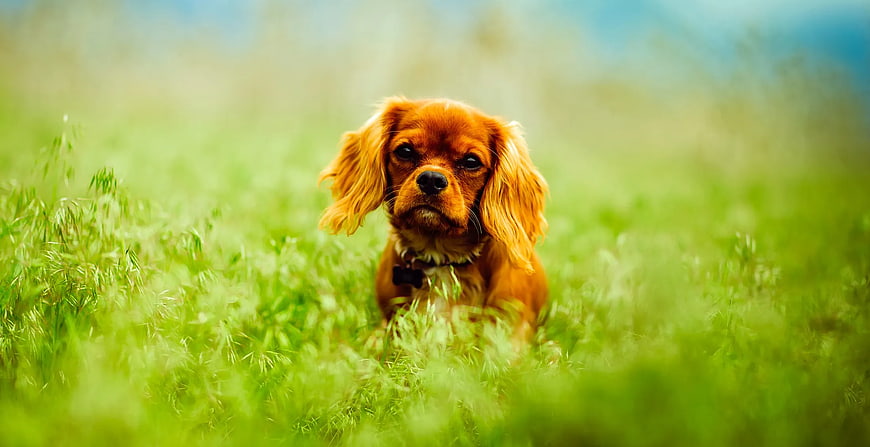 Cute Brown Dog Sitting in Green Grass Field