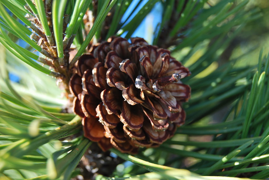 Close-up of brown pine cone with green needles