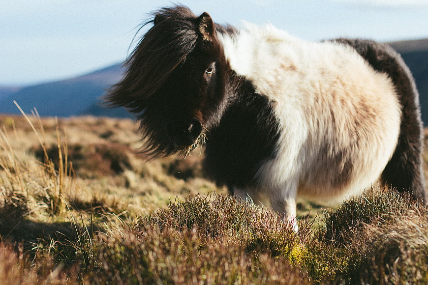 Fluffy Icelandic Horse Grazing in Highland Meadow