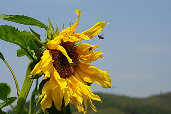 Sunflower with Bees Pollinating Against Blue Sky