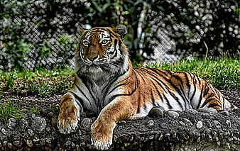 Majestic Tiger Lying On Rocks In Zoo Enclosure