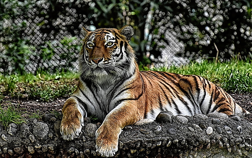 Majestic Tiger Lying On Rocks In Zoo Enclosure