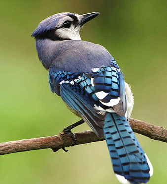 Blue Jay perched on branch with green background
