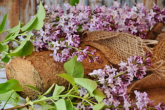 Spring Lilac Blossoms Arranged On Rustic Log With Burlap