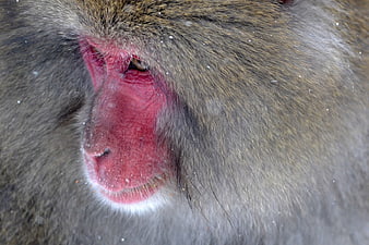 Close-up of a Japanese Macaque face in snow
