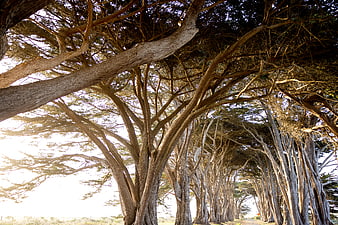 Sunlit Cypress Tree Tunnel on a Rural Road