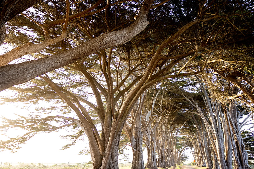 Sunlit Cypress Tree Tunnel on a Rural Road