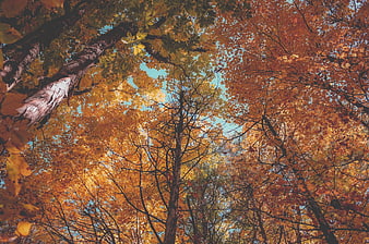 Autumn Forest Canopy Looking Up at Orange Leaves