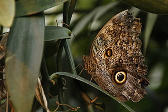 Close-up of Owl Butterfly on Green Leaf