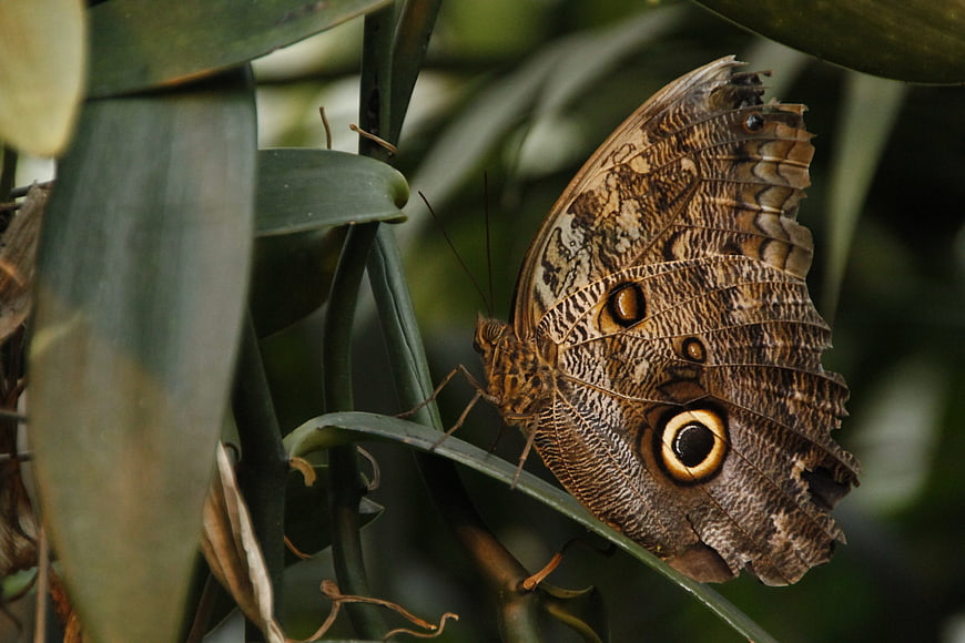 Close-up of Owl Butterfly on Green Leaf