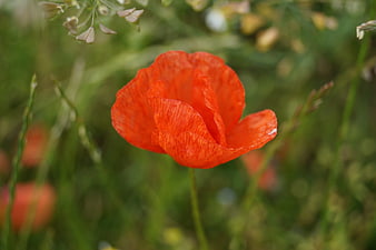 Vibrant Red Poppy Flower in Green Meadow