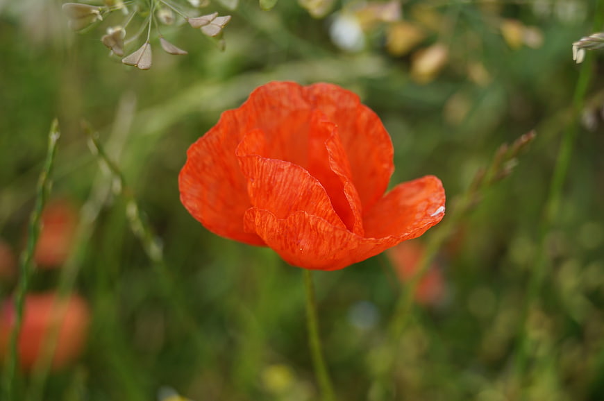 Vibrant Red Poppy Flower in Green Meadow