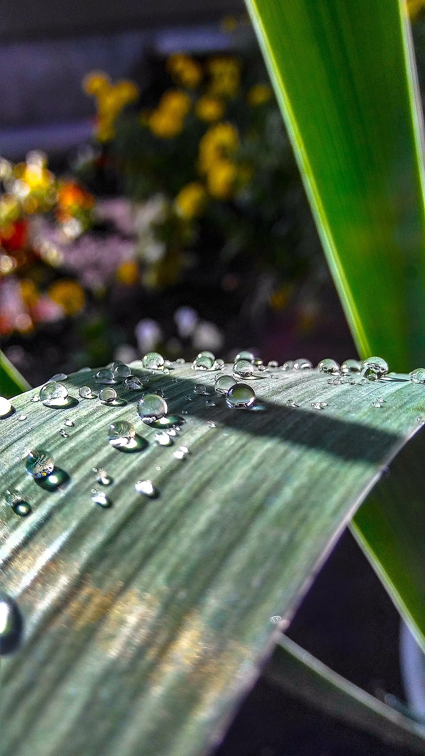 Macro water droplets on green leaf with blurred background