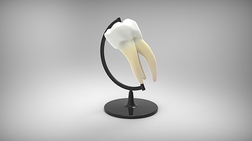 3D Model of Molar Tooth on Black Stand