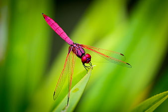 Vibrant red dragonfly perched on green leaf