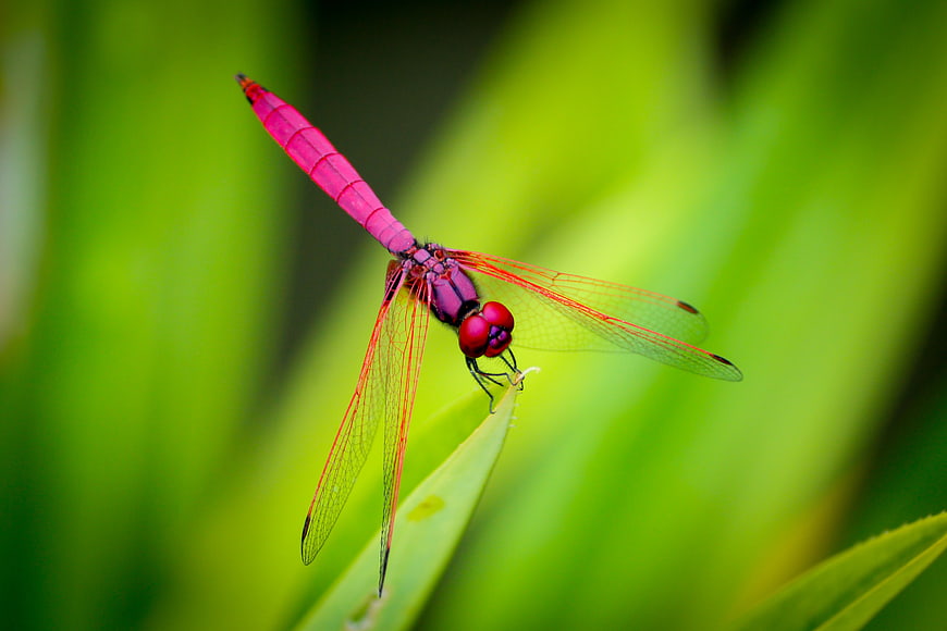 Vibrant red dragonfly perched on green leaf
