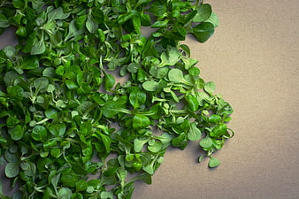 Fresh Green Watercress Leaves on Brown Background
