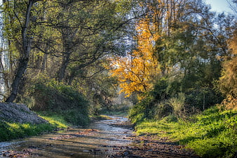 Sunlit Forest Stream With Autumn Foliage And Rocky Banks