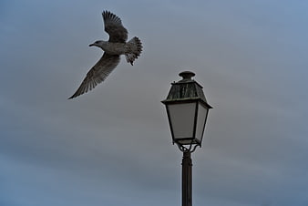 Seagull Flying Past Vintage Street Lamp Against Overcast Sky