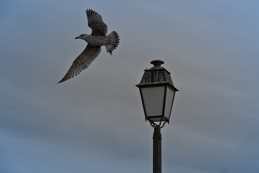 Seagull Flying Past Vintage Street Lamp Against Overcast Sky