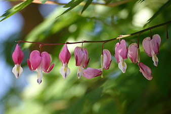 Pink Bleeding Heart Flowers Hanging on a Stem