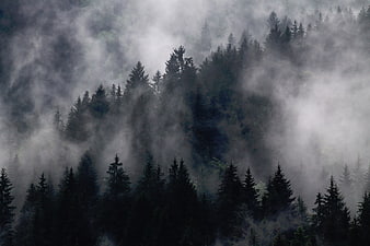 Misty coniferous forest landscape with foggy atmosphere