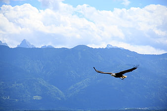 Bald Eagle Soaring Over Blue Mountain Range