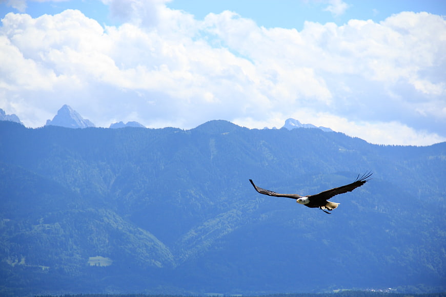 Bald Eagle Soaring Over Blue Mountain Range