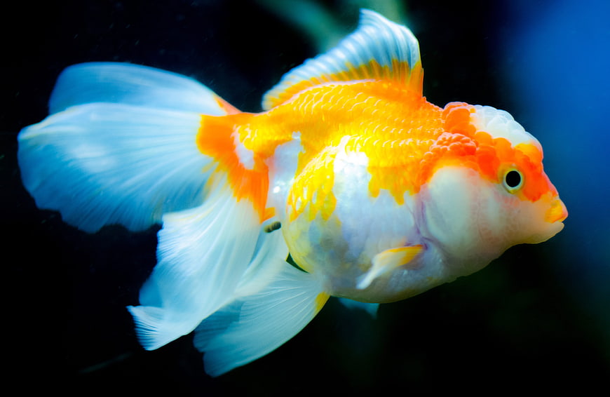 Orange and White Goldfish Swimming in Aquarium