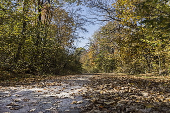 Sunlit forest path covered in autumn leaves
