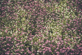 Overhead view of pink and white phlox flower field