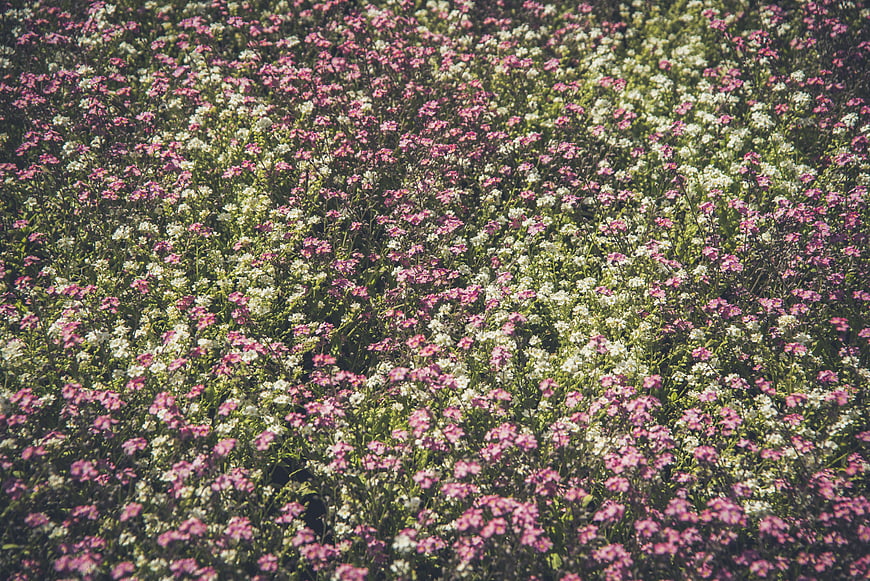 Overhead view of pink and white phlox flower field