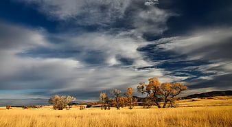 Golden autumn grassland with dramatic cloudy sky and trees
