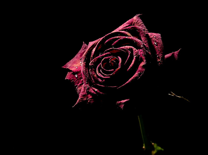 Dark Withered Rose with Water Droplets on Black Background