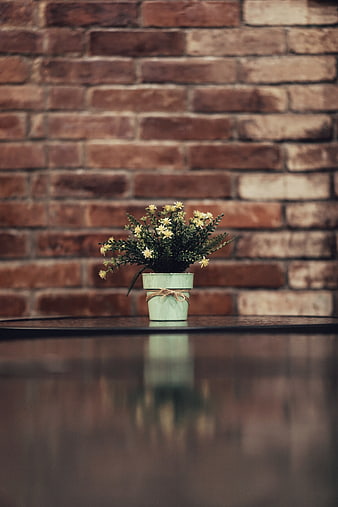 Small Potted Plant with Yellow Flowers on Wooden Table