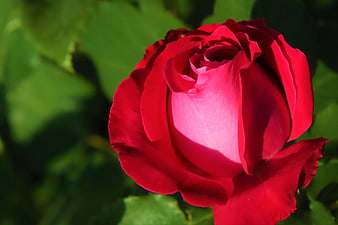 Close-up of a vibrant red rose with green leaves