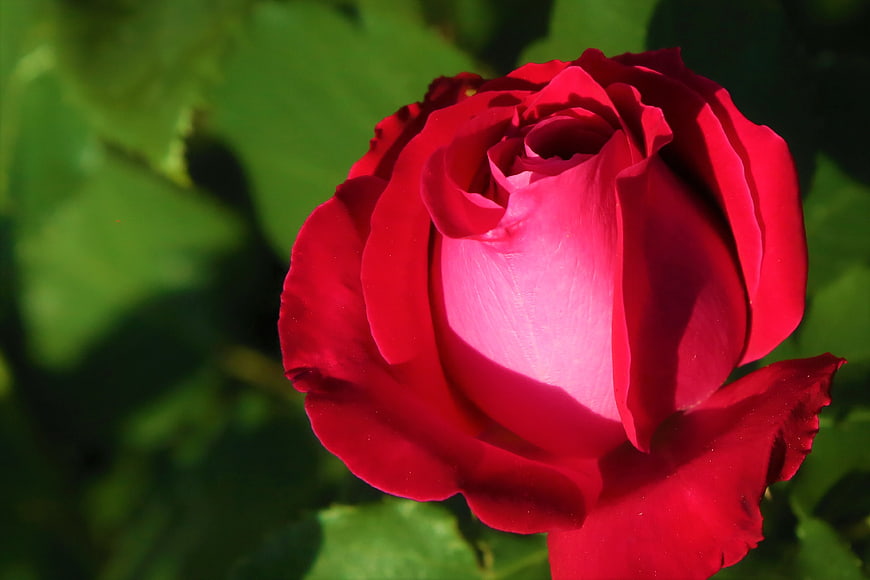 Close-up of a vibrant red rose with green leaves