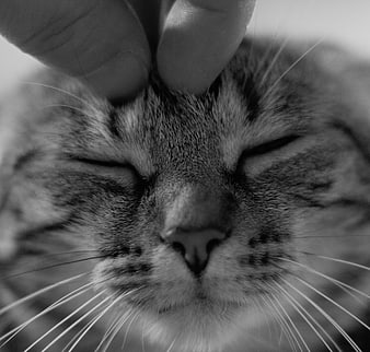 Close-up black and white photo of a cat being petted