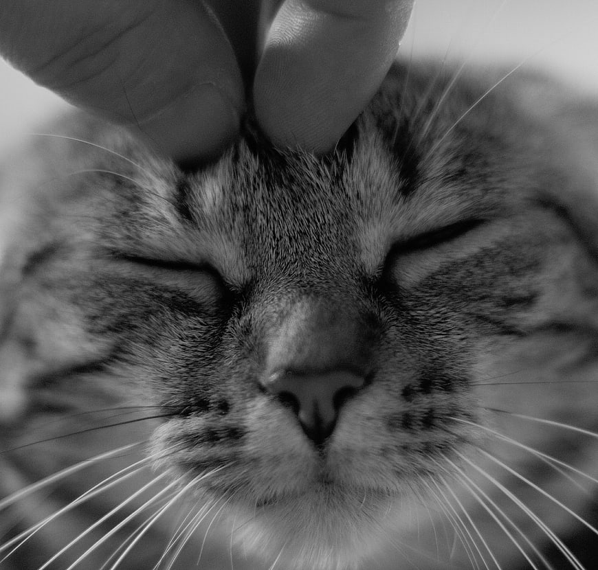Close-up black and white photo of a cat being petted