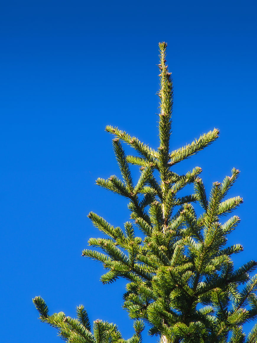 Top of Spruce Tree Against Clear Blue Sky